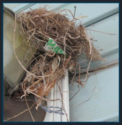 How exciting was it for us to see that the birds that made their nest on our porch light used part of our 4 year old's blue blankie!