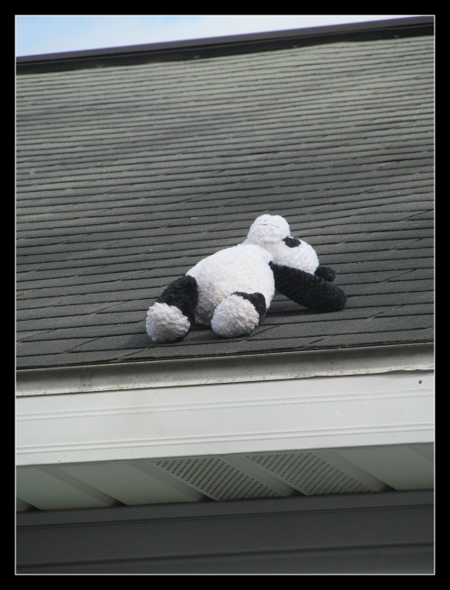 panda on the roof
